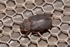 Maechidius