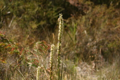 Prasophyllum brownii