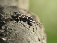 Ragliodes delineatus