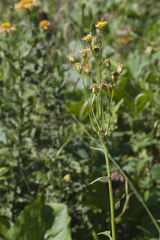 Tephroseris cladobotrys