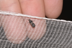 Dendropemon subfasciatus