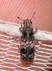 Dendropemon subfasciatus