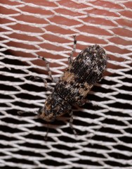 Dendropemon subfasciatus