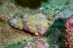 Thysanophrys cirronasus