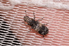 Dendropemon subfasciatus
