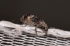 Dendropemon subfasciatus