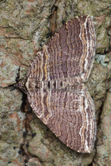 Anticlea multiferata