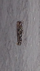 Otonoma anemois