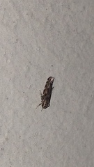 Otonoma anemois