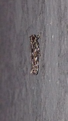 Otonoma anemois