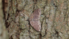 Anticlea multiferata