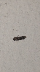 Otonoma anemois