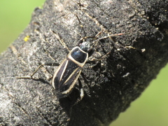 Ragliodes delineatus