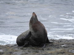 Arctocephalus forsteri