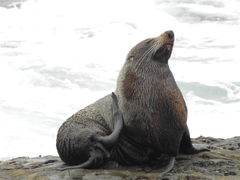 Arctocephalus forsteri