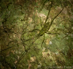 Phricta aberrans