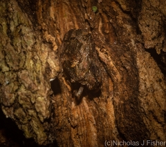 Cotylana angustifrons