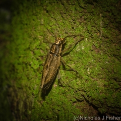 Temnosternus planiusculus