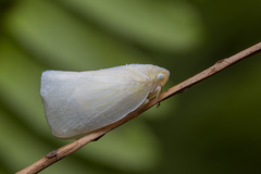 Sanurus