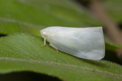 Sanurus