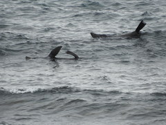 Arctocephalus forsteri