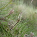 Lachenalia campanulata - Photo (c) Nick Helme,  זכויות יוצרים חלקיות (CC BY-SA), הועלה על ידי Nick Helme