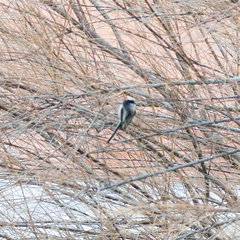 Aegithalos caudatus