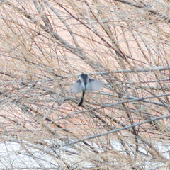 Aegithalos caudatus
