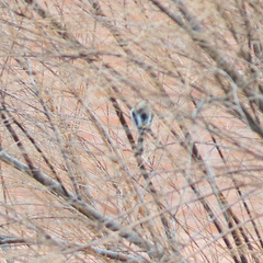 Aegithalos caudatus