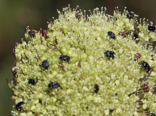 Image of Hermas ciliata by (c) Tony Rebelo, some rights reserved (CC BY-SA)