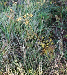 Peucedanum longifolium