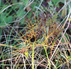 Peucedanum longifolium