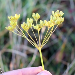 Peucedanum longifolium