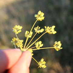 Peucedanum longifolium