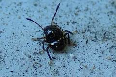 Menida