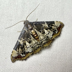 Corgatha sideropasta