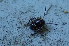 Menida