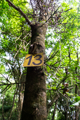 Gleditsia amorphoides