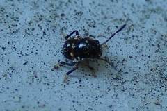 Menida