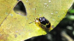 Ischnocodia succincta