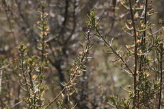 Teucrium africanum
