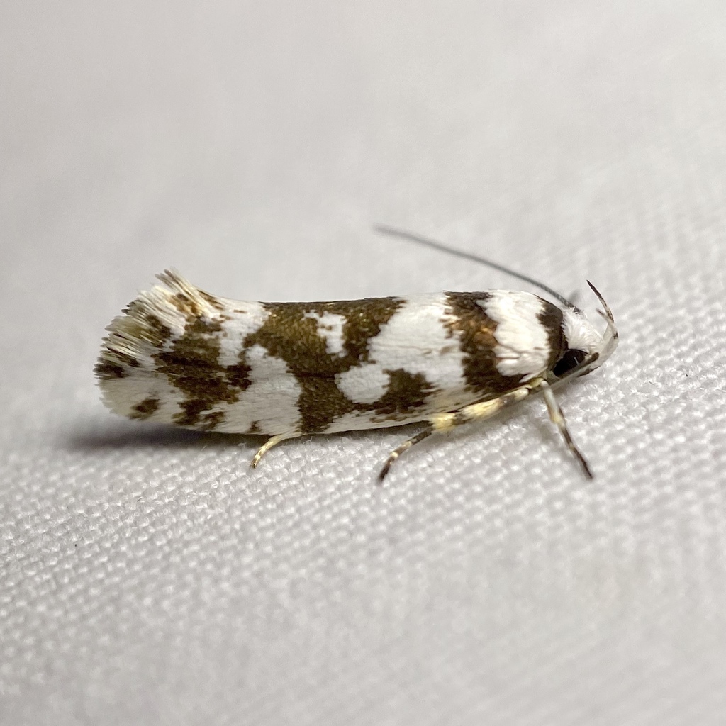 Lichenaula comparella