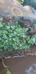Marchantia papillata