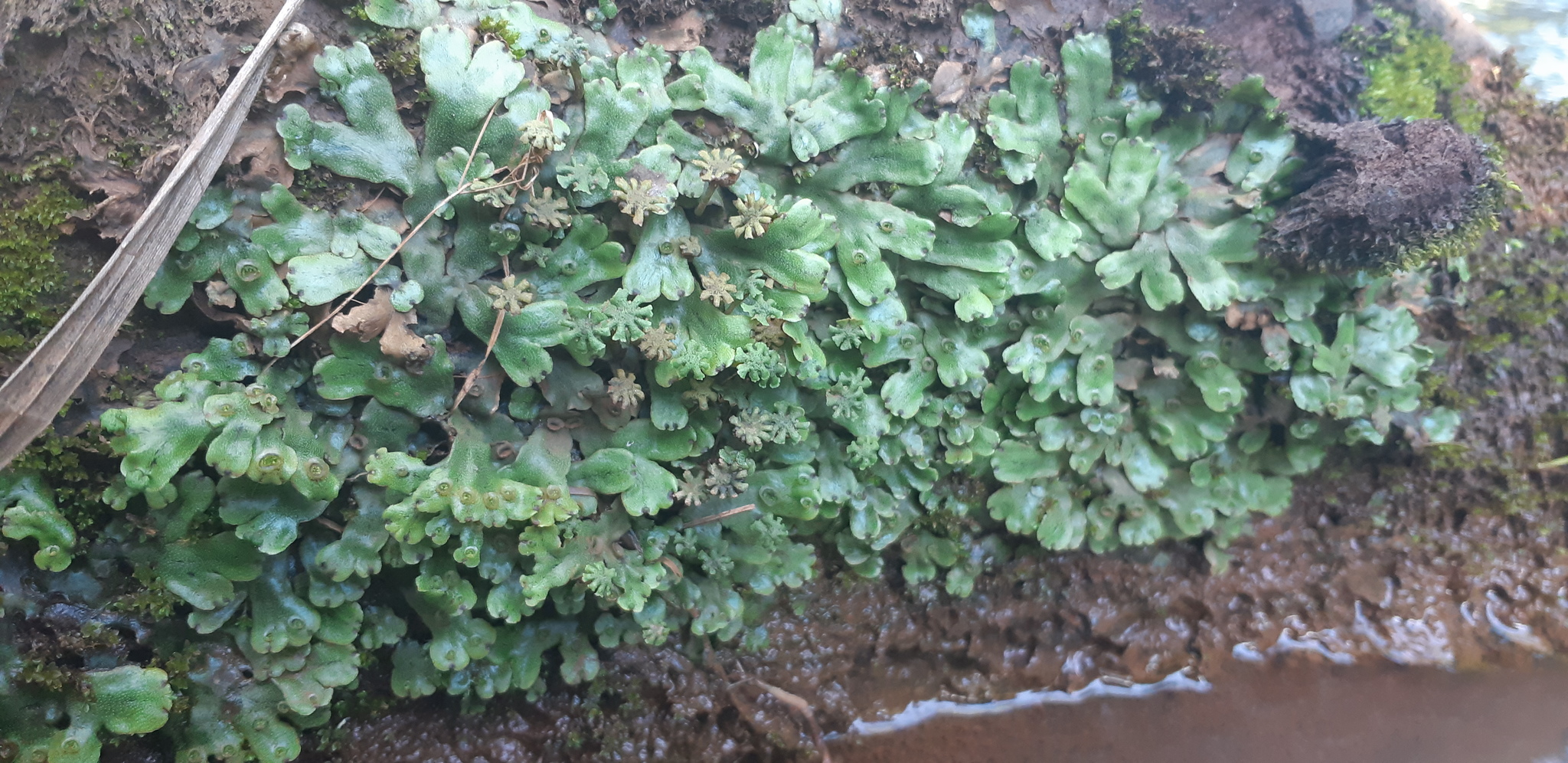 Marchantia papillata