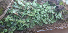 Marchantia papillata