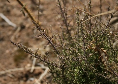 Muraltia macrocarpa