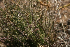 Muraltia macrocarpa