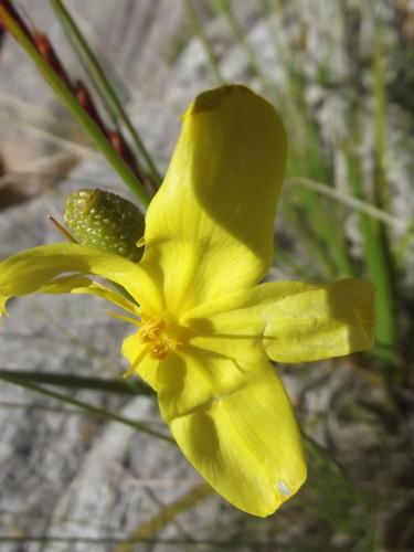 Image of Bobartia aphylla by no rights reserved