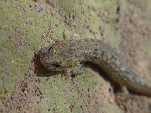 Northern Two-lined Salamander