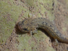 Northern Two-Lined Salamander photo 5